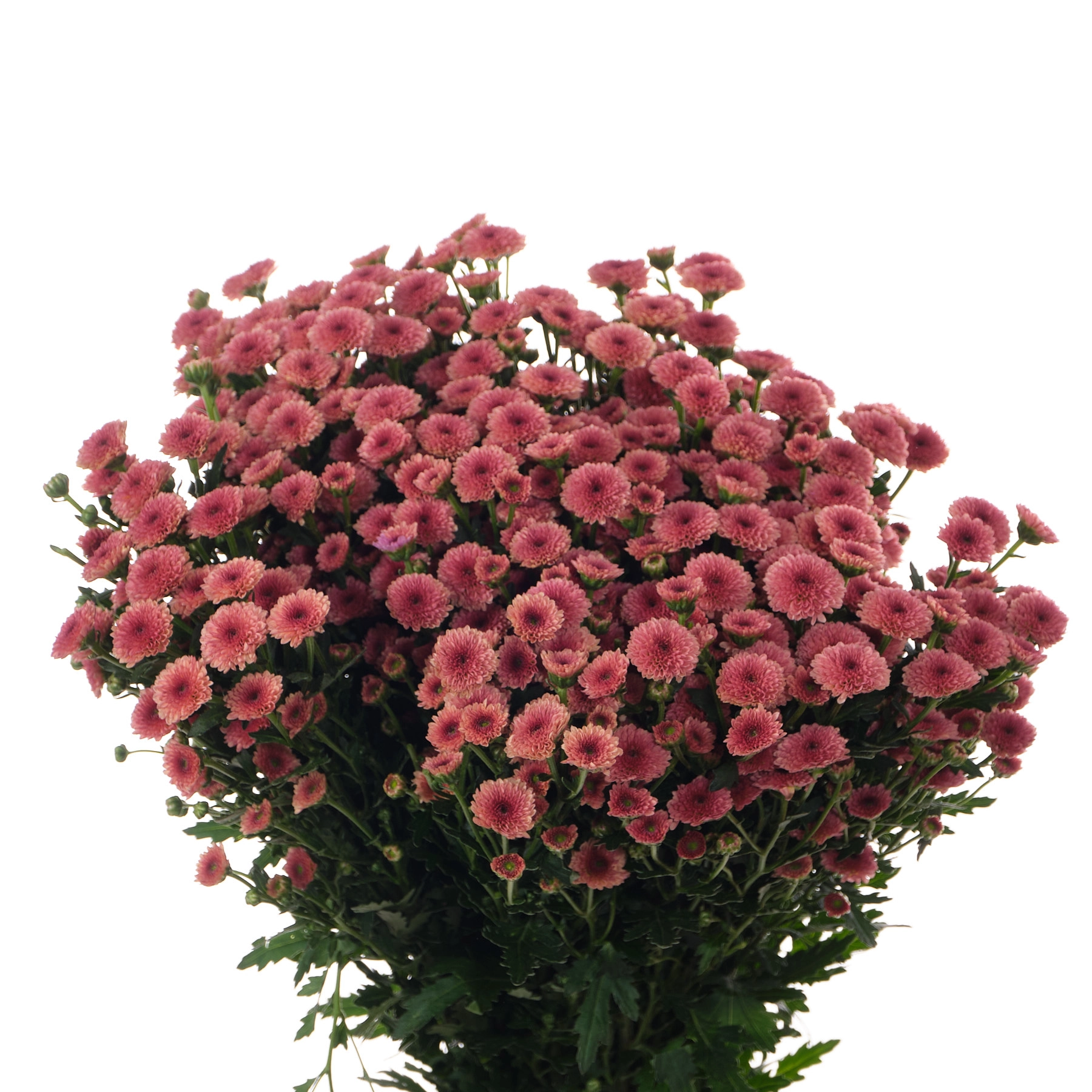 Chrysanthemum santini calimero salmon