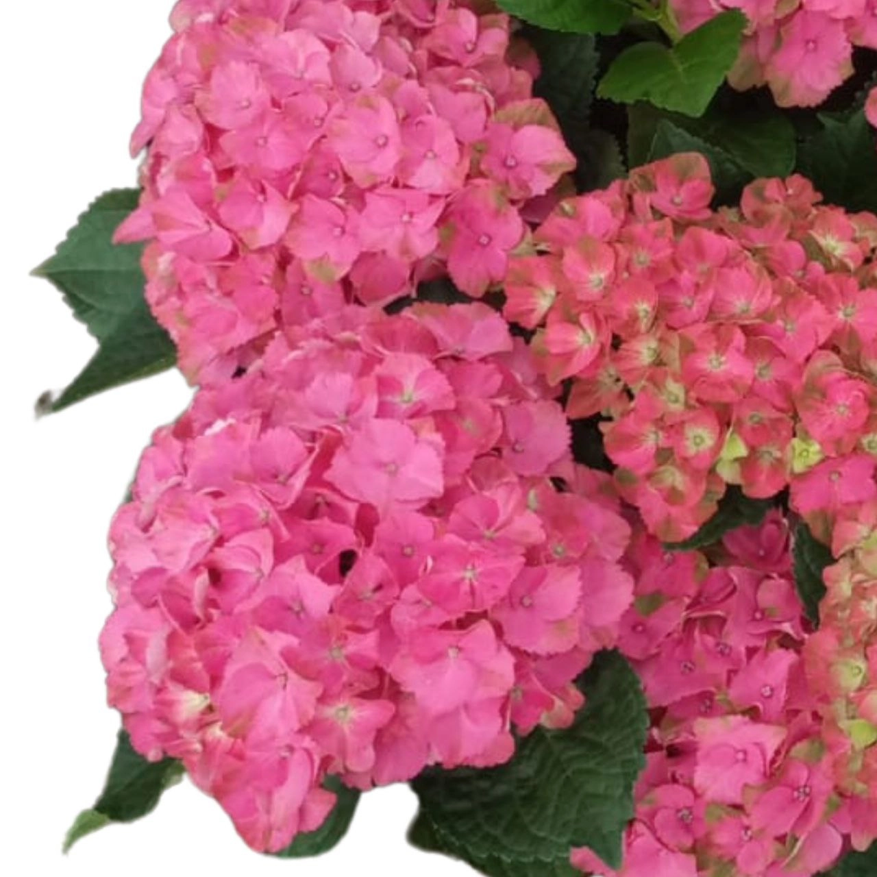 Hydrangea scarlet pink 02