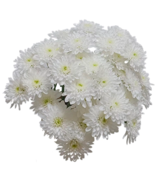 Chrysanthemum santini poms white little iceland