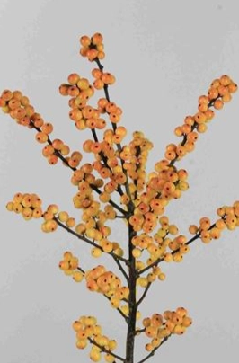 Ilex verticillata cresgold