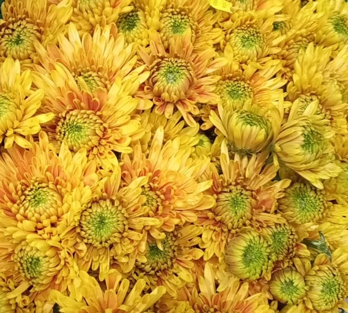 Chrysanthemum spray pastine orange