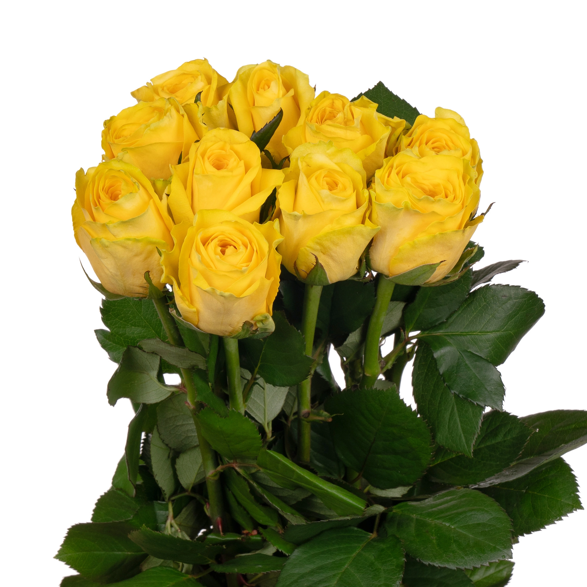 Rose moonwalk | Wholesale flowers, plants and supplies Rose moonwalk