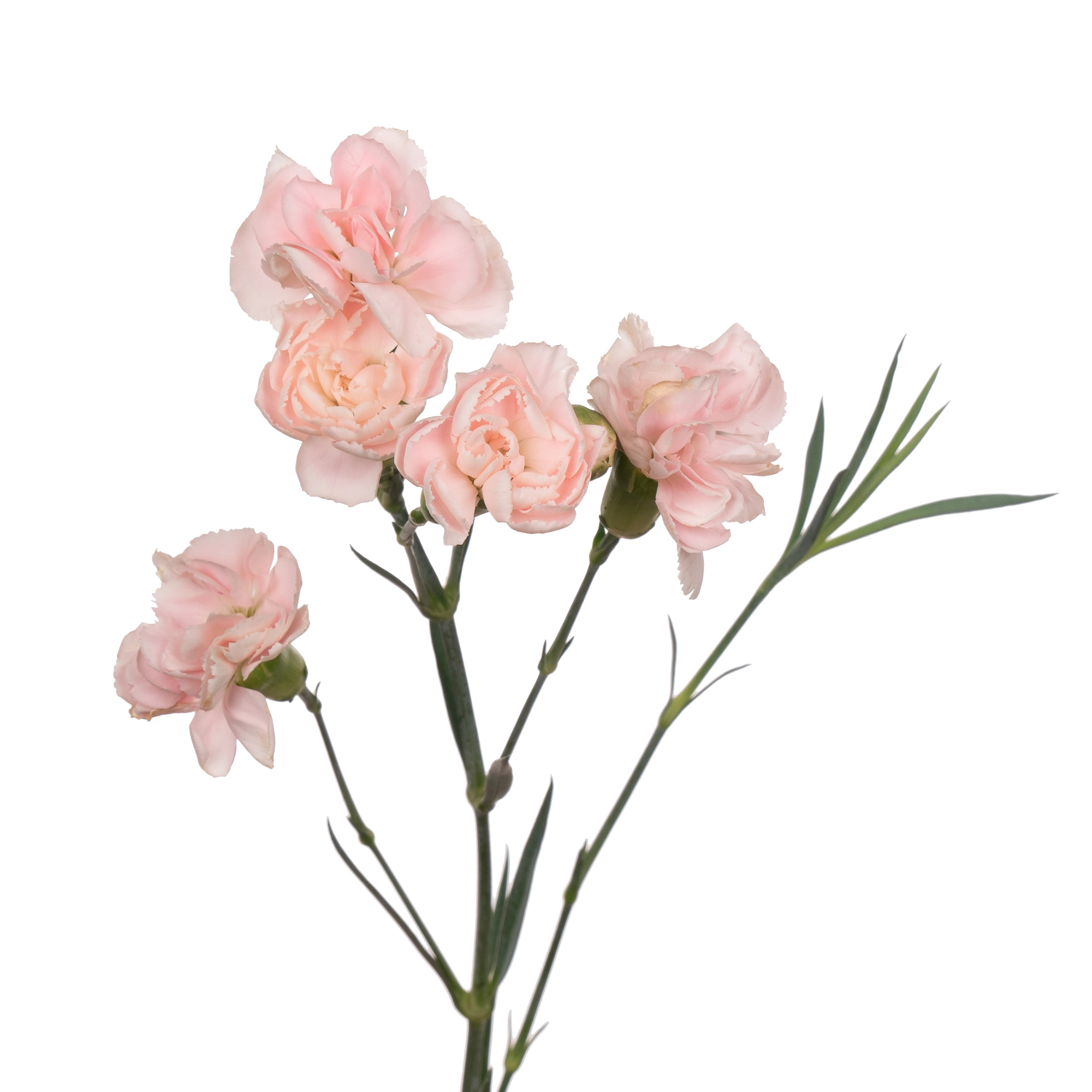Carnation spray promesa