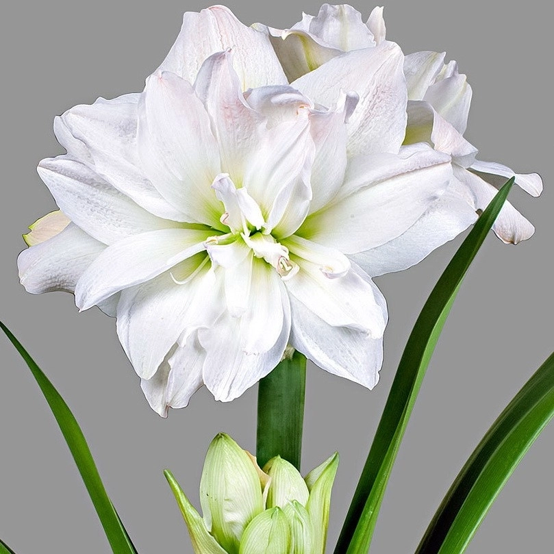 Hippeastrum double arctic nymph