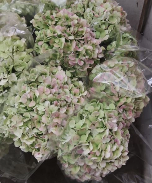 Hydrangea jumbo green antique | Wholesale flowers, plants and supplies Hydrangea jumbo green antique