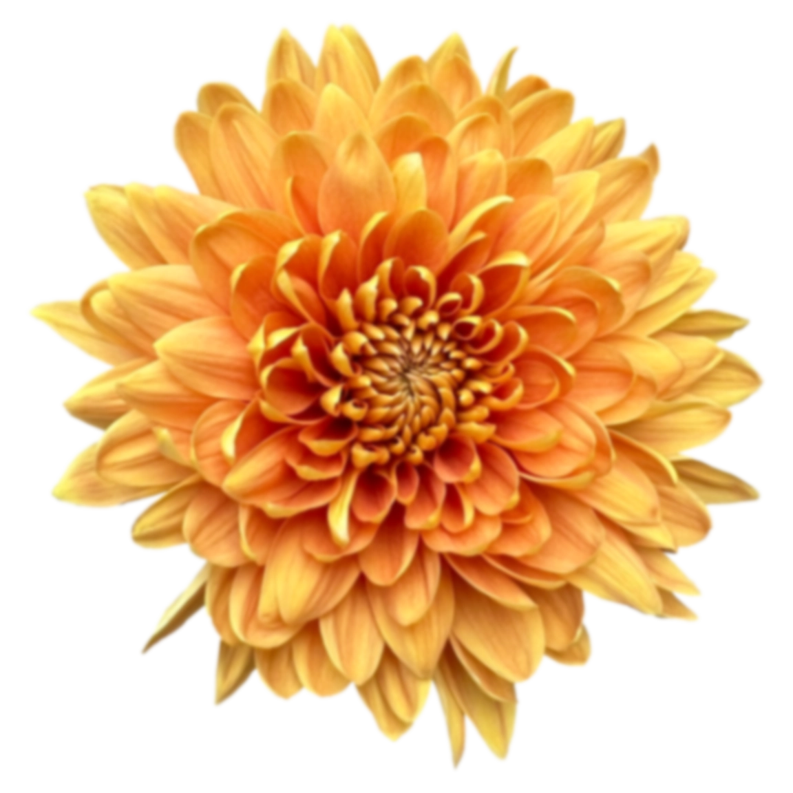 Chrysanthemum single fogata