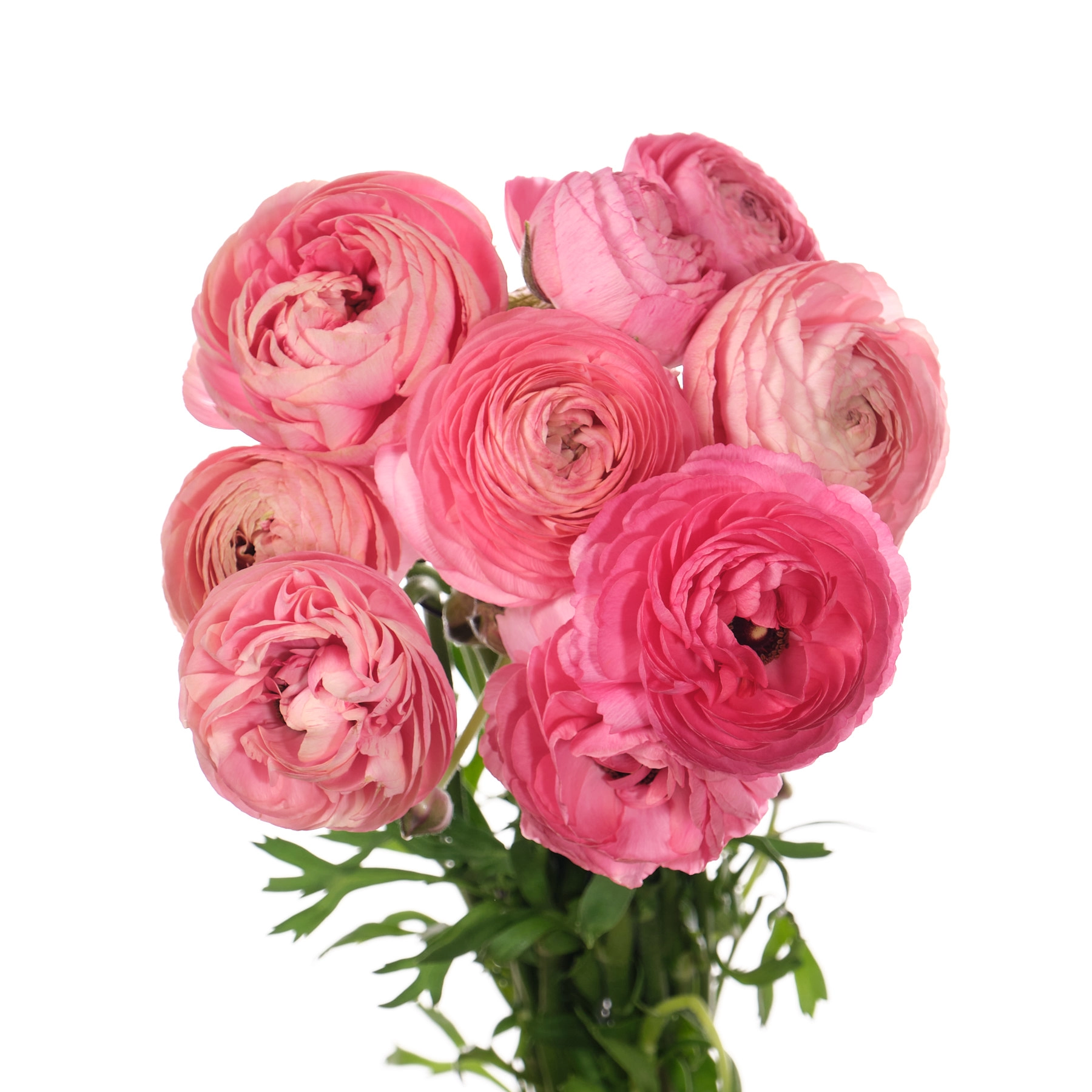 Ranunculus aazur pink