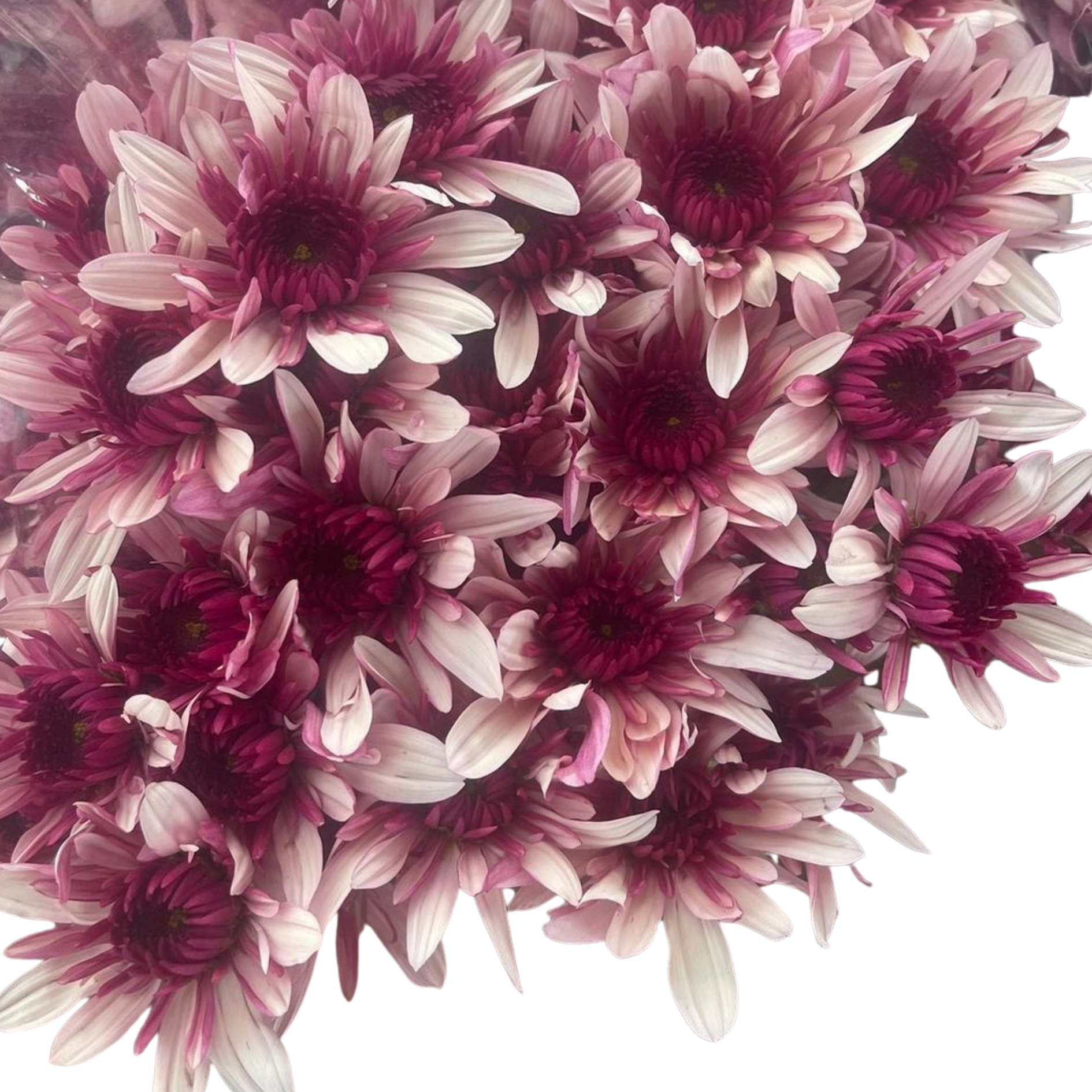 Chrysanthemum spray podolsky pink