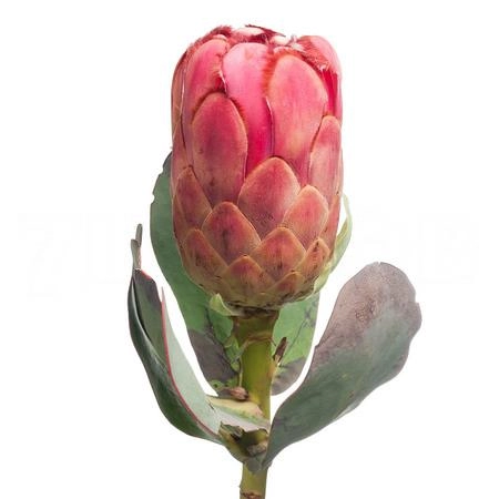 Protea grandiceps