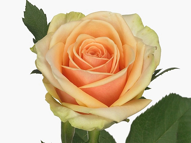 Rose alchemy