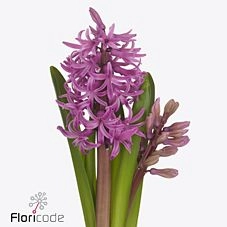 Hyacinthus paul herman