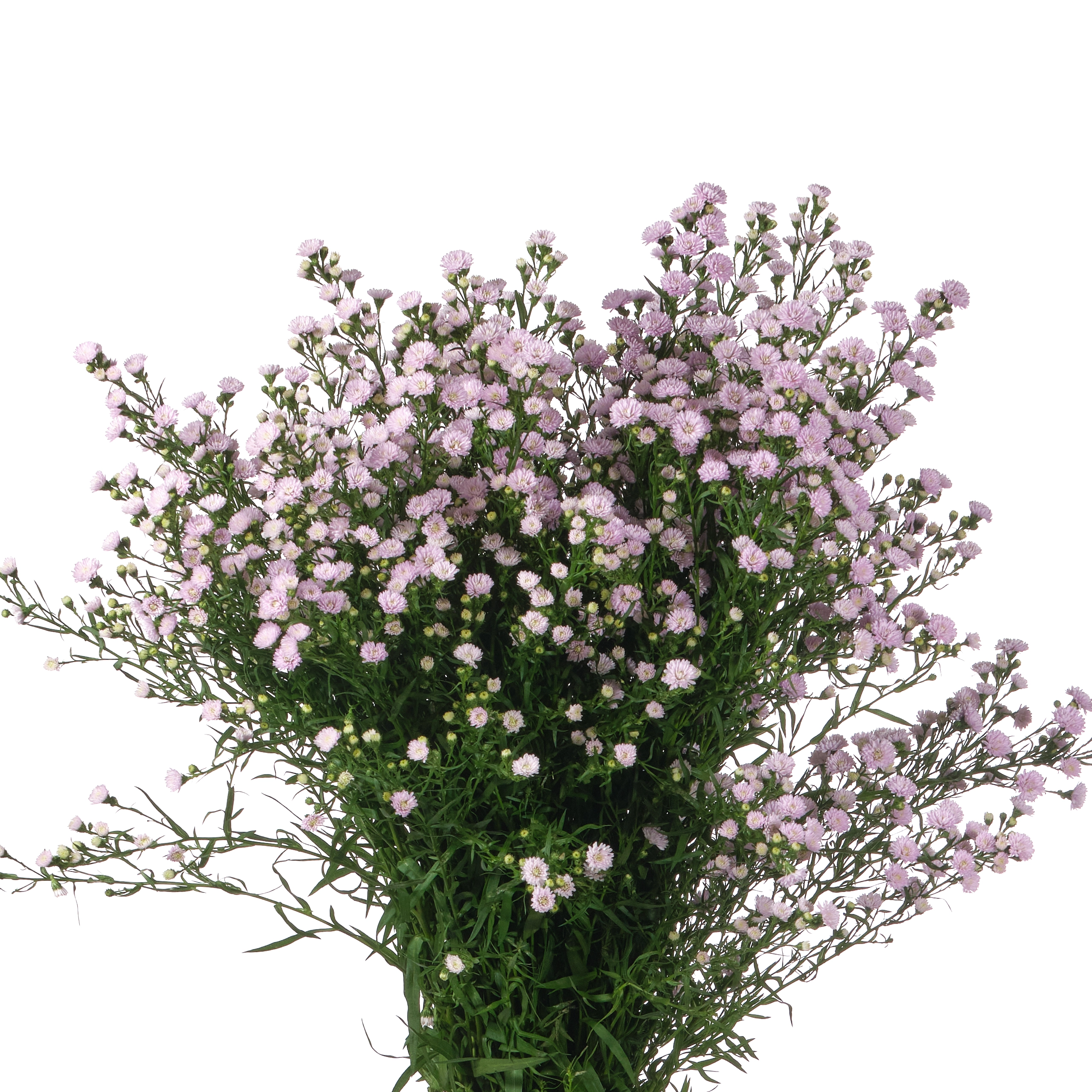 Aster baby pink pearl