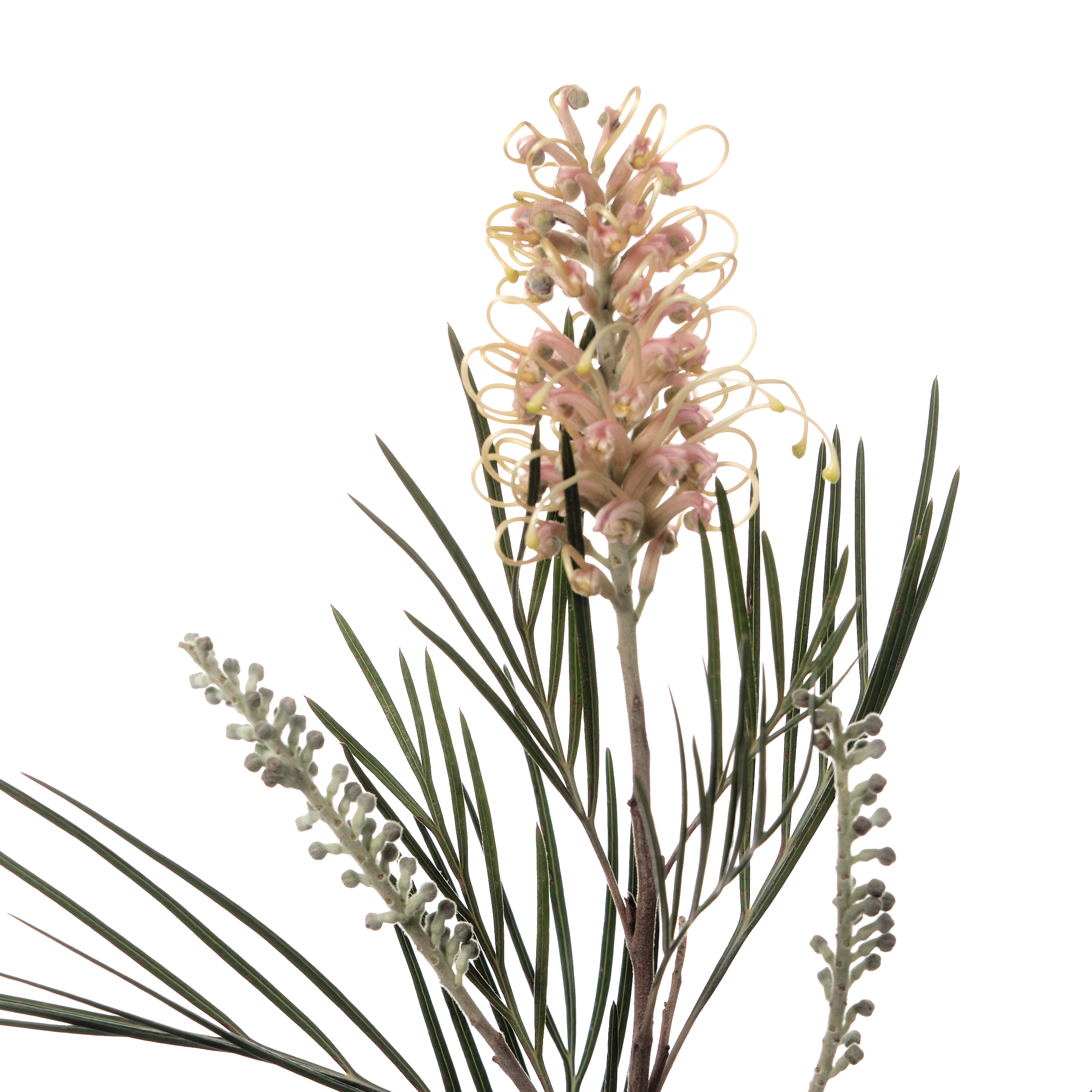 Grevillea cal gem