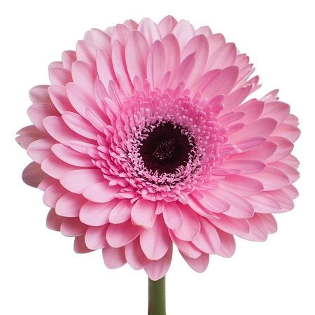 Gerbera pre-semmy