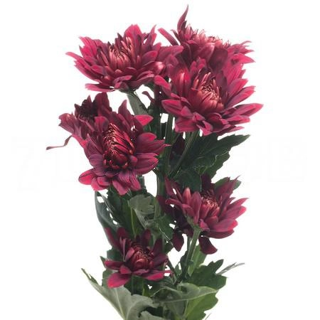 Chrysanthemum spray rabelo | Wholesale flowers, plants and supplies Chrysanthemum spray rabelo