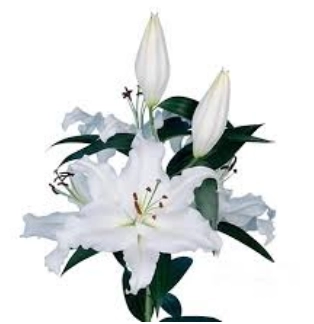 Lilium or monteneu | Wholesale flowers, plants and supplies Lilium or monteneu
