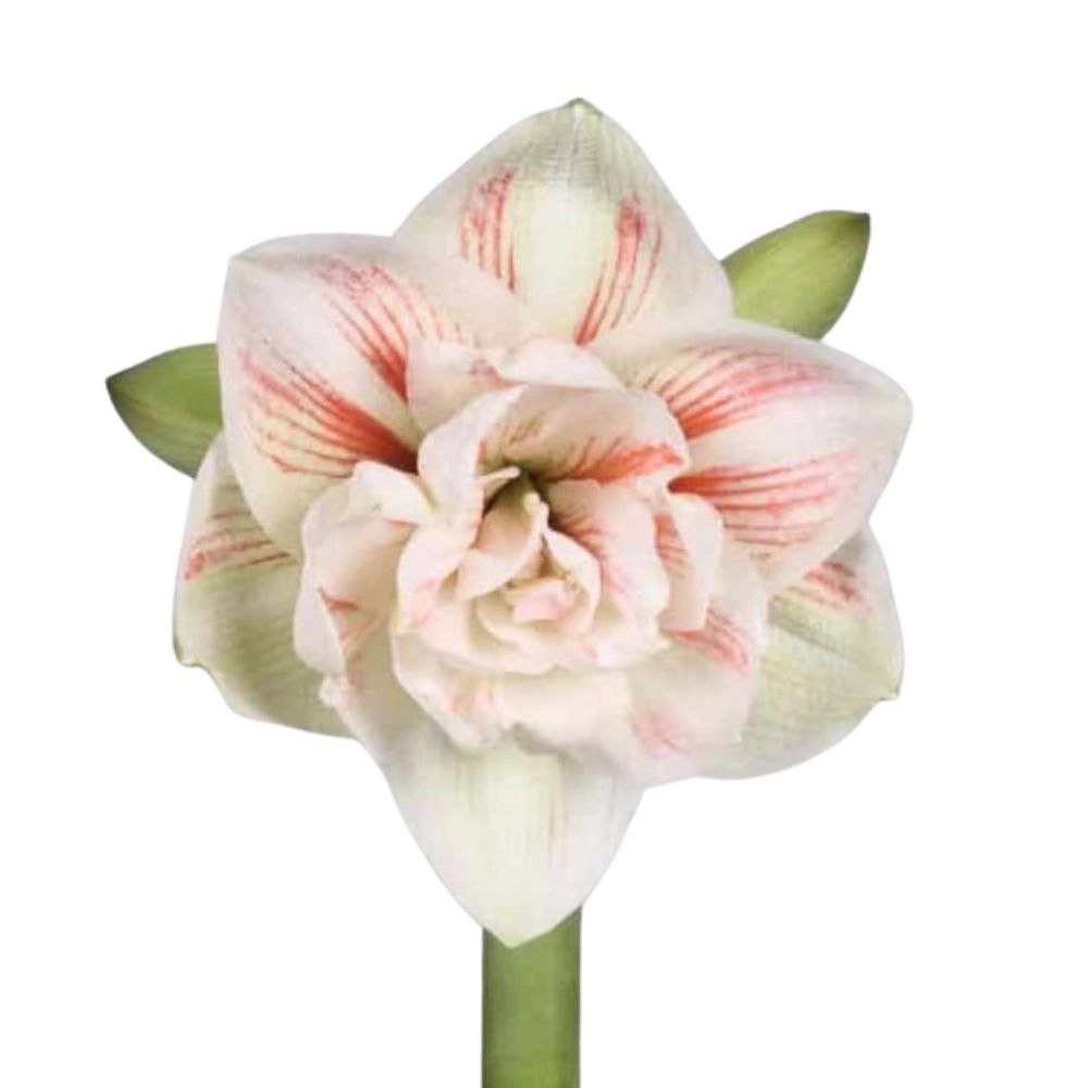 Hippeastrum double nymph