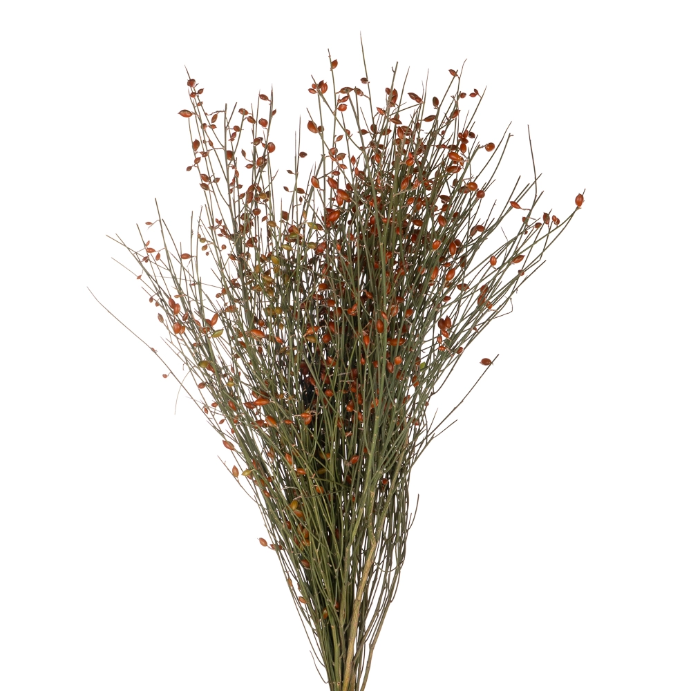 Genista tinted seed orange