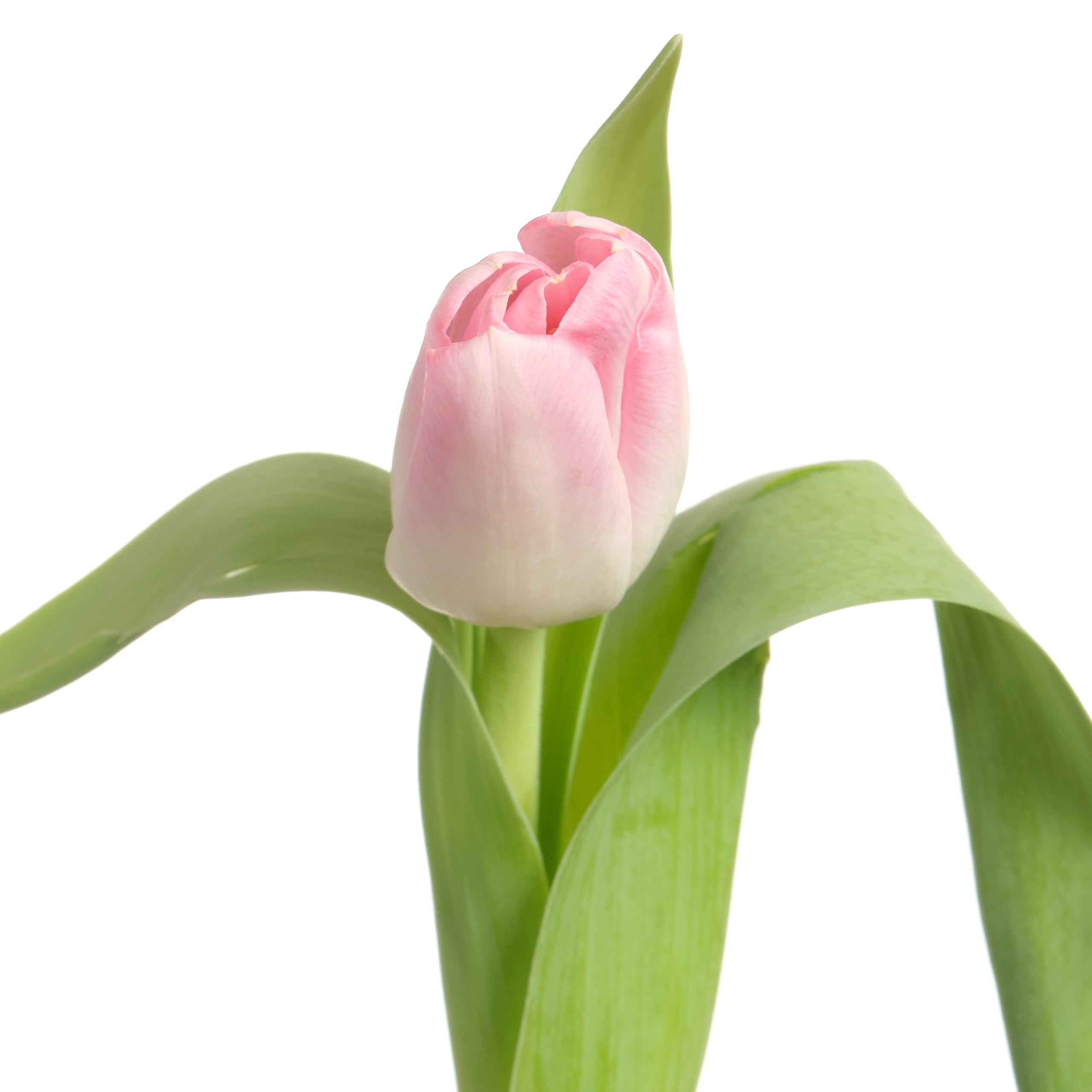 Tulip enkel dynasty | Wholesale flowers, plants and supplies Tulip enkel dynasty