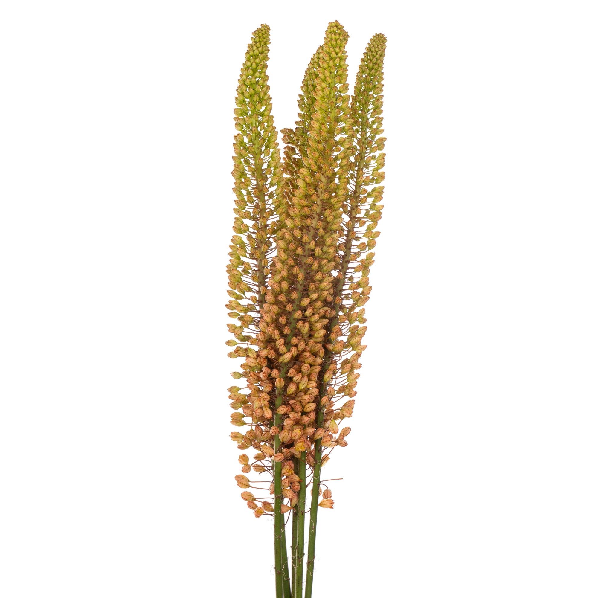 Eremurus emmy-ro