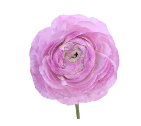 Ranunculus elegance milka | Wholesale flowers, plants and supplies Ranunculus elegance milka