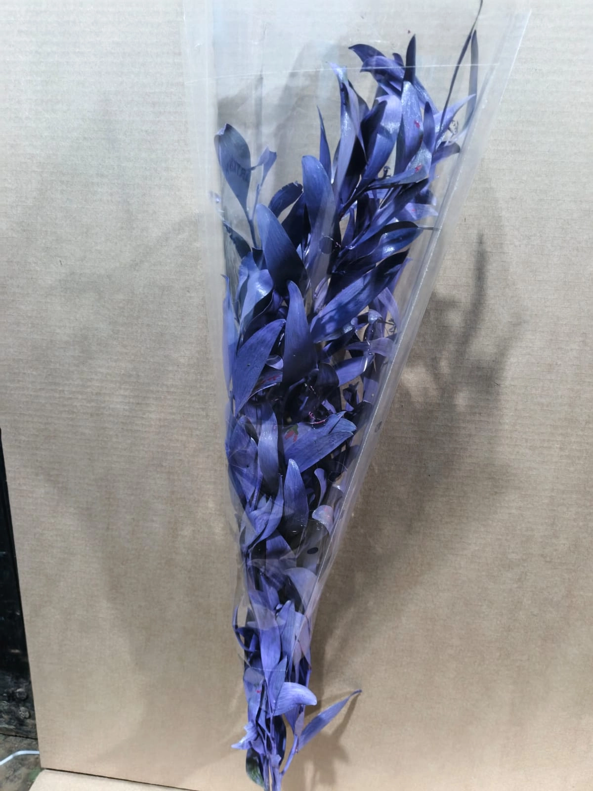 Blad Acacia melanoxylon black