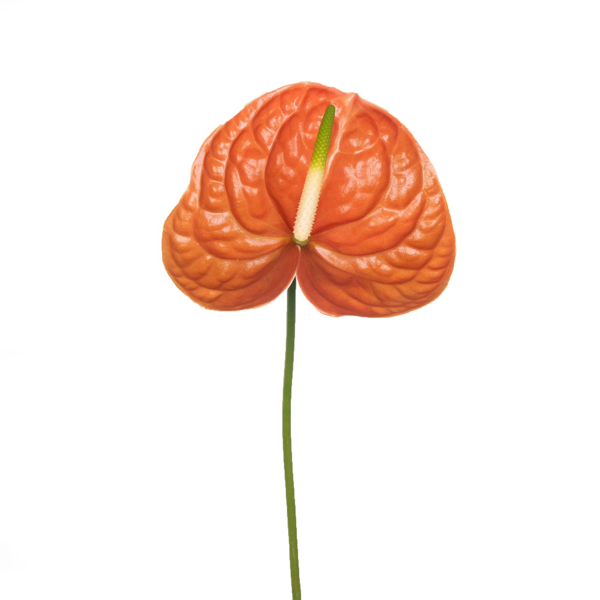Anthurium terrasol