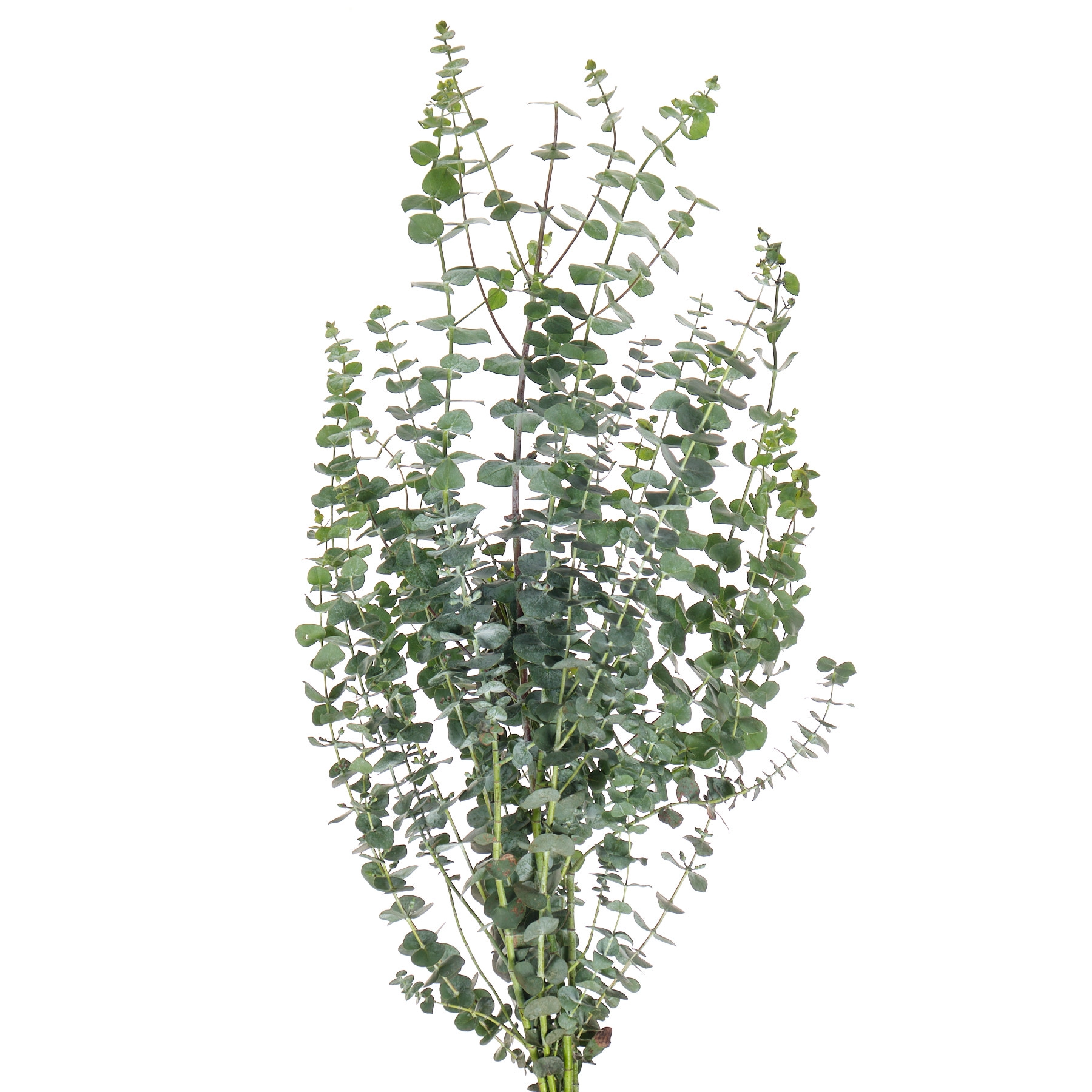 Blad Eucalyptus baby blue | Wholesale flowers, plants and supplies Blad Eucalyptus baby blue