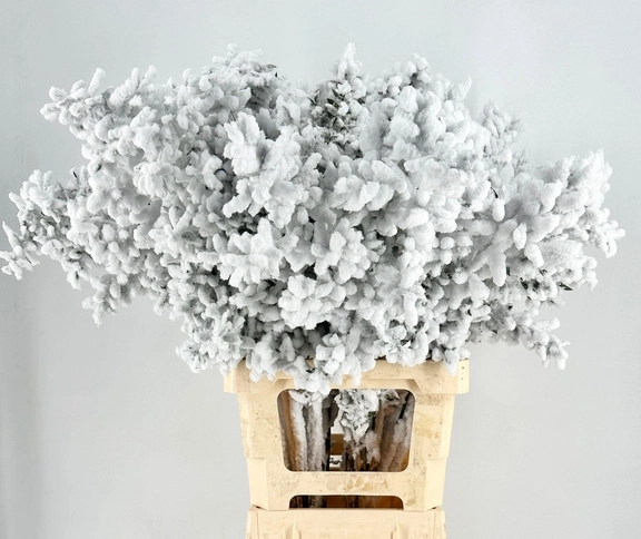 Dried Ruscus Aculeatus Snow Biological