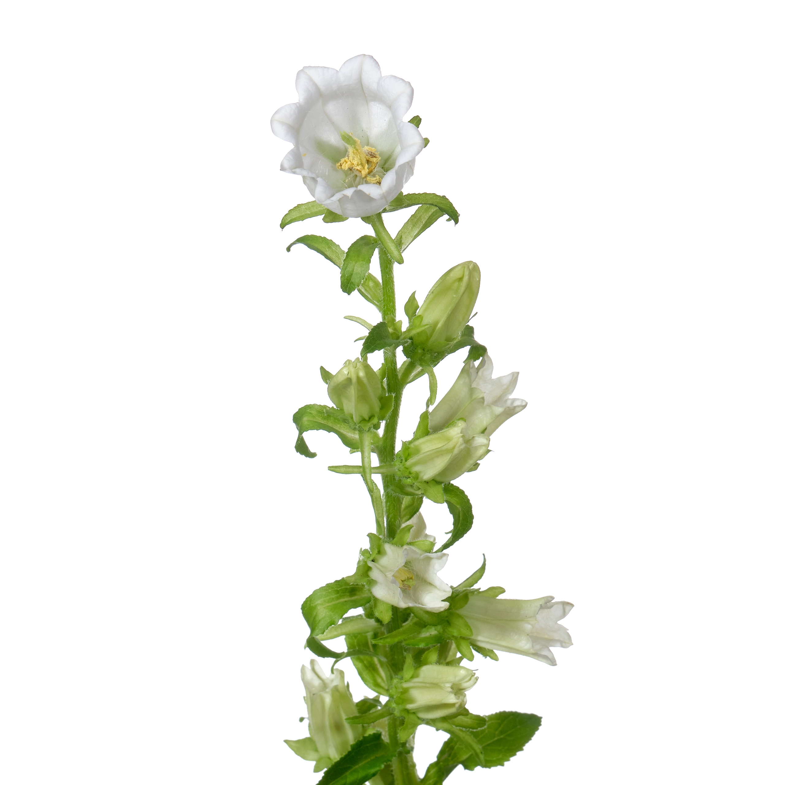 Campanula white