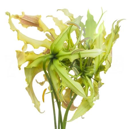 Gloriosa twin colour