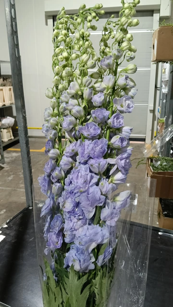Delphinium lavender love