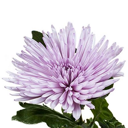 Chrysanthemum anastasia pink