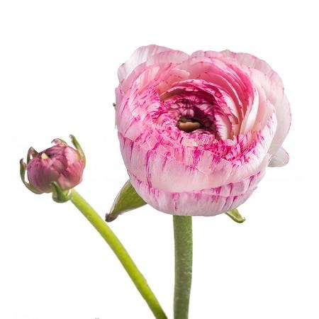 Ranunculus cappuccino