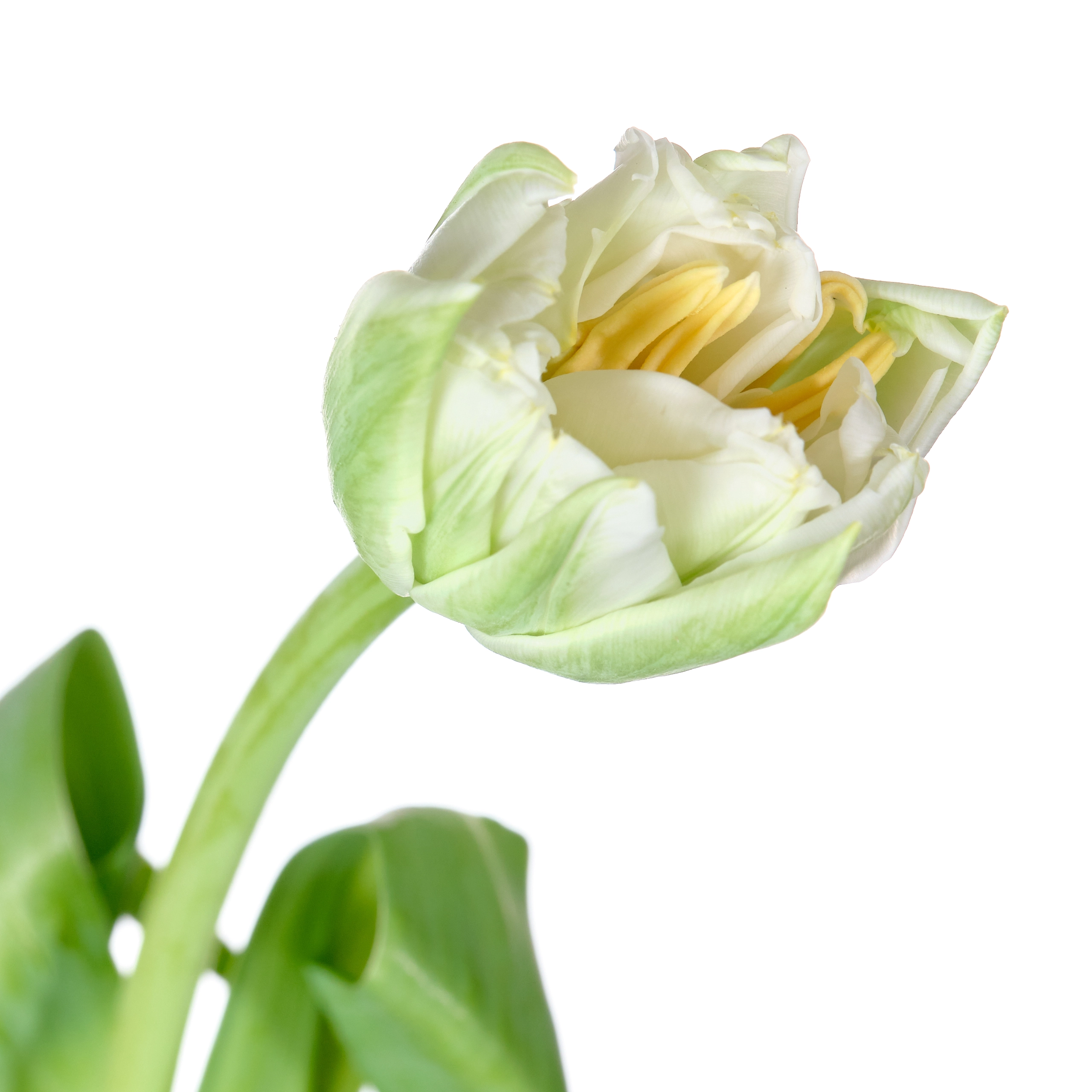 Tulip double northcap