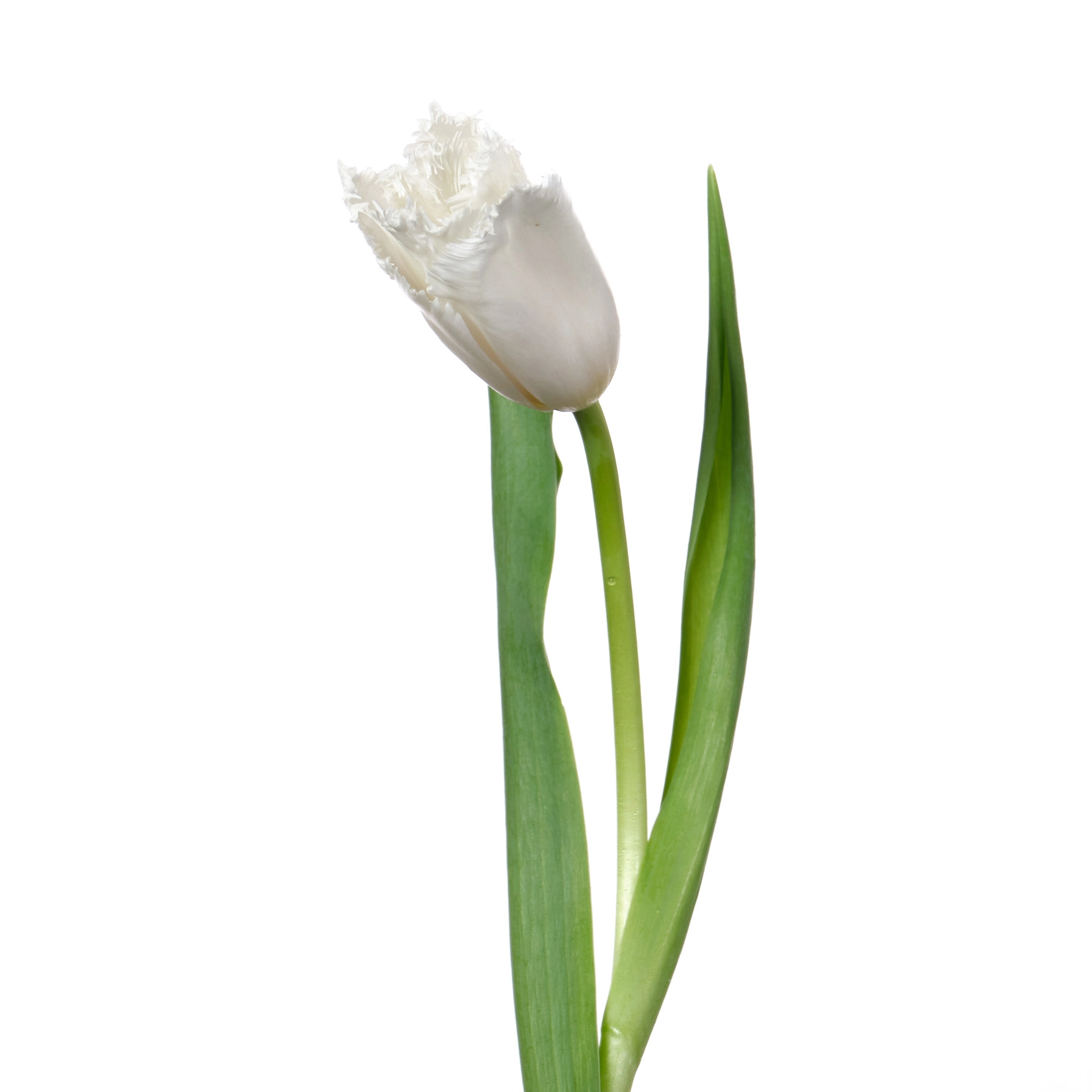 Tulip enkel cambridge