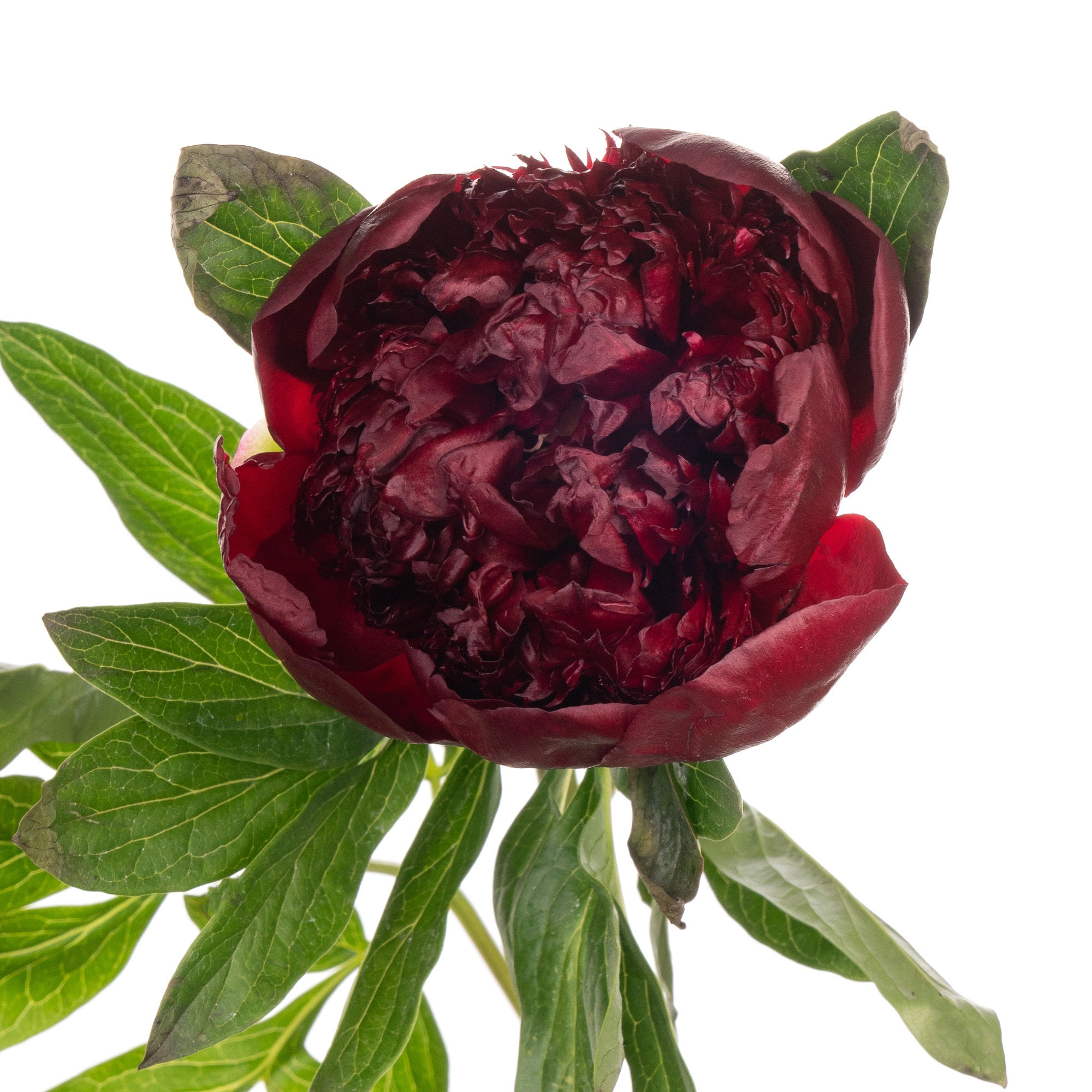 Paeonia red charm