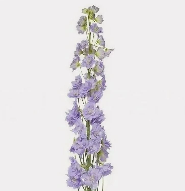 Delphinium milka