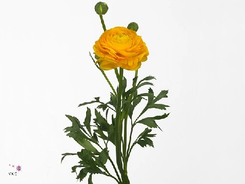 Ranunculus aazur yellow