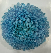 Chrysanthemum tinted tiffany