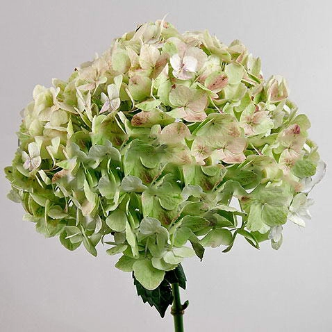 Hydrangea antique jumbo red