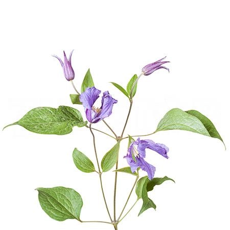 Clematis amazing rome