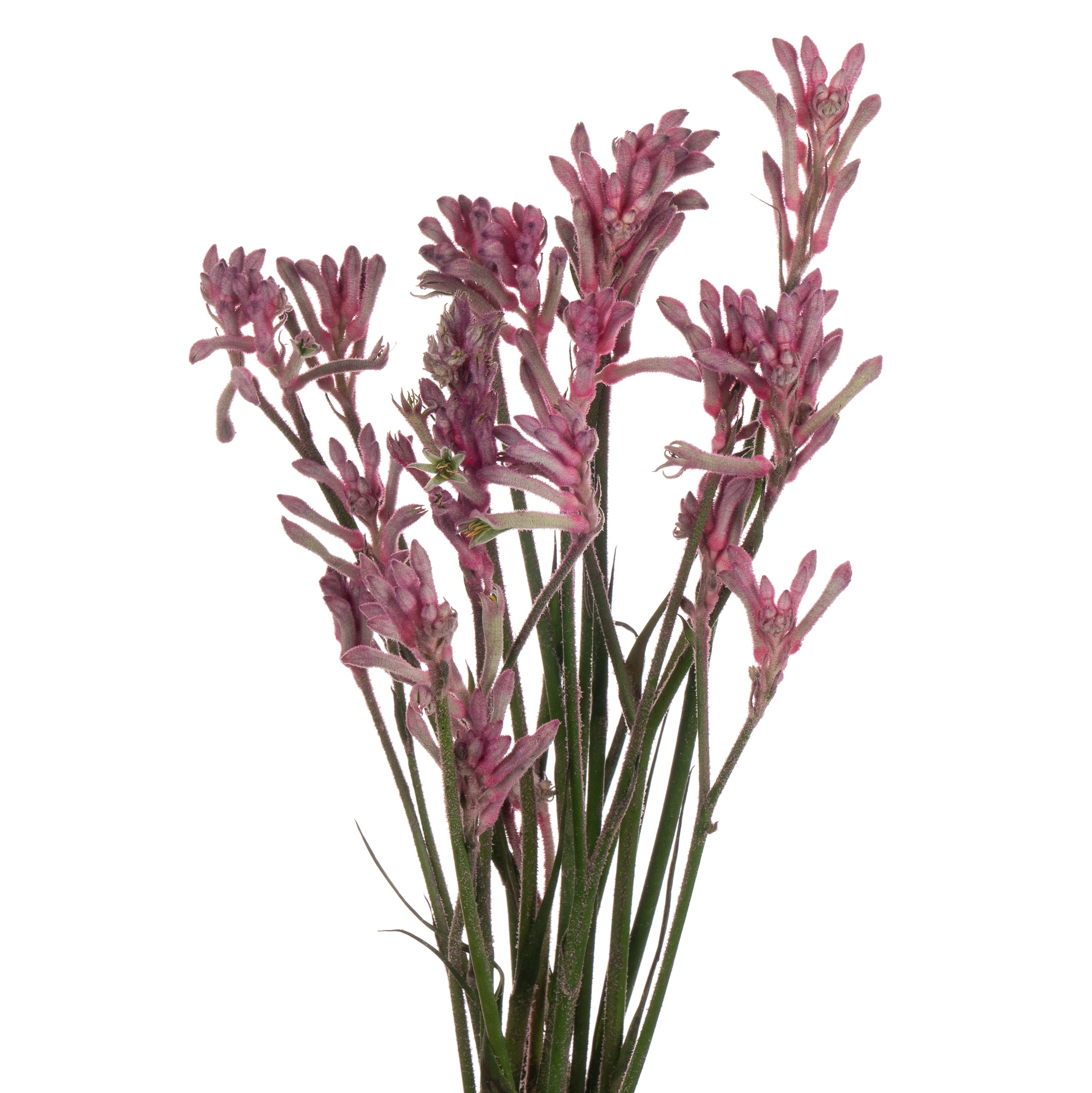 Anigozanthos mini pearl