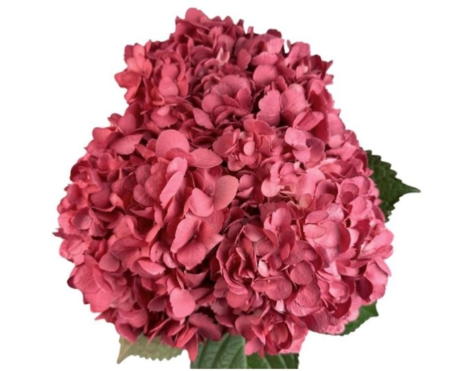 Hydrangea premium red lips