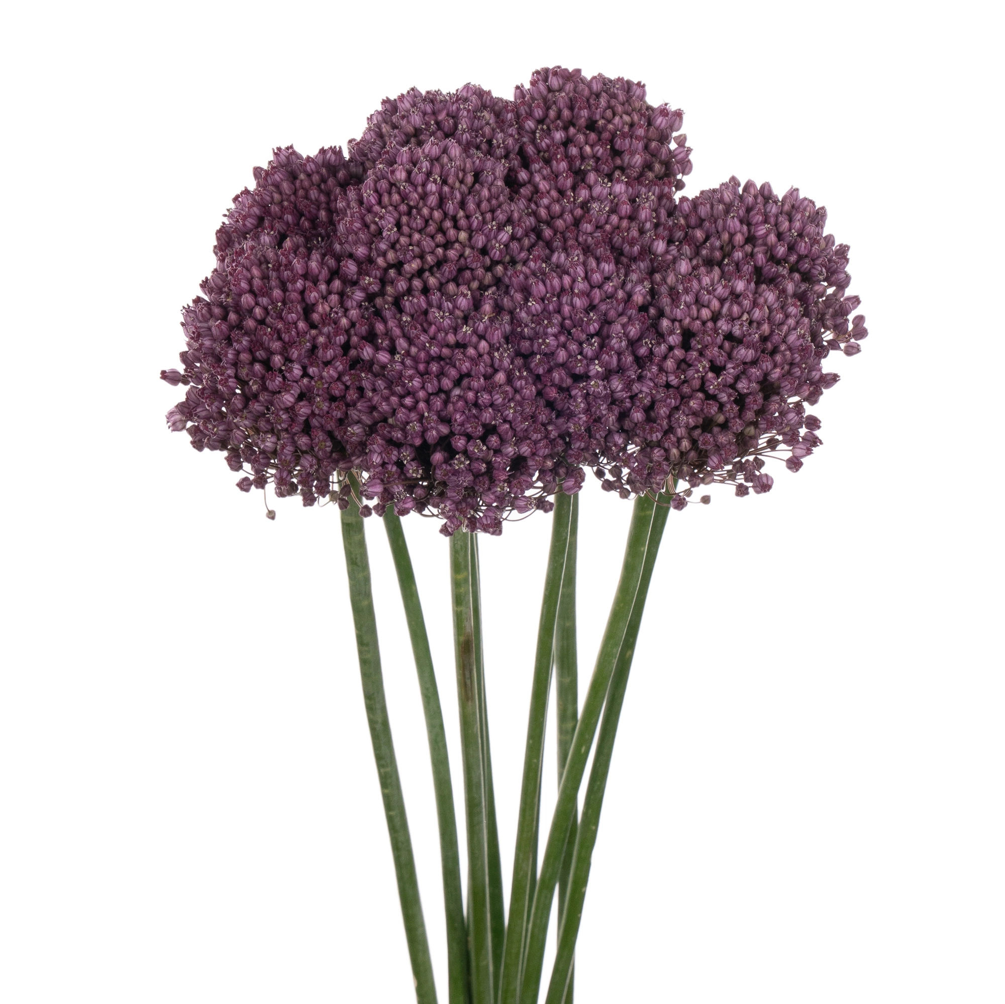 Allium pink lady