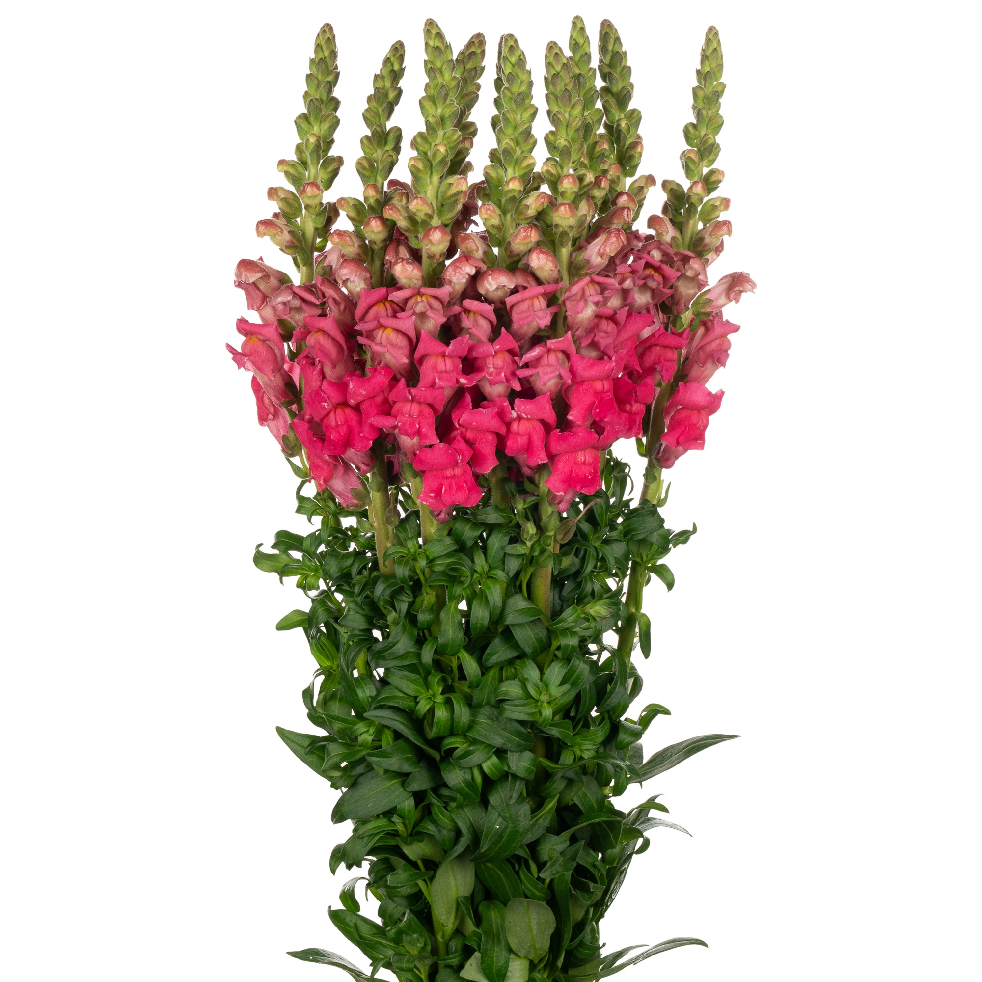 Antirrhinum potomac cherry rose