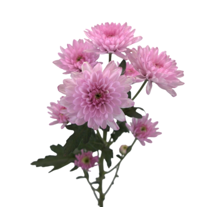 Chrysanthemum tinted spray special pale pink