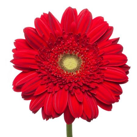 Gerbera carambole