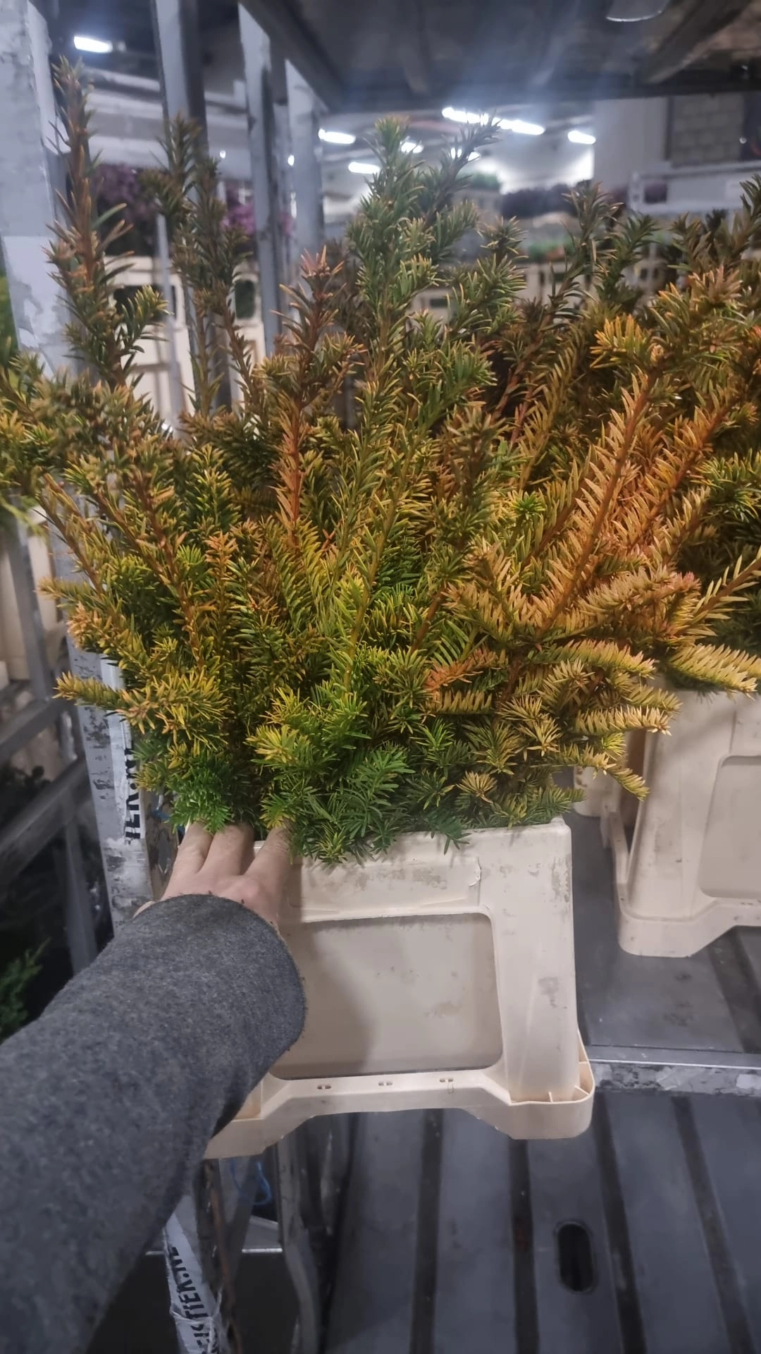 Branch Taxus