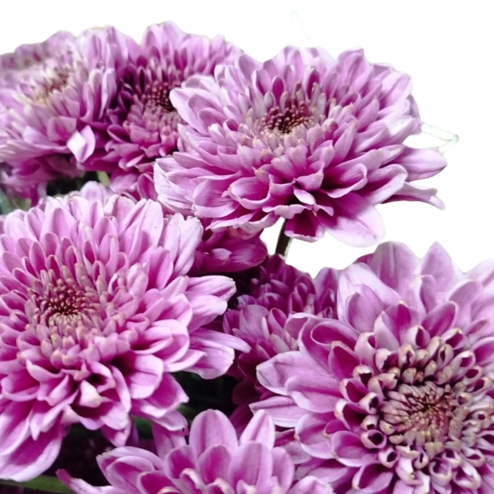 Chrysanthemum spray2 journey pink